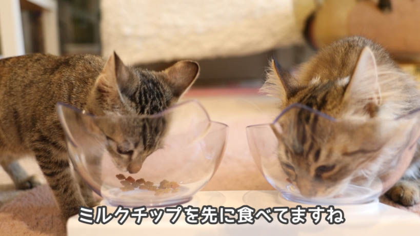 食べて検証！コンボのキャットフードは猫に安全なのか？ - ねことぼく